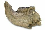 Southern Mammoth Partial Mandible with M Molar - Hungary #295857-2